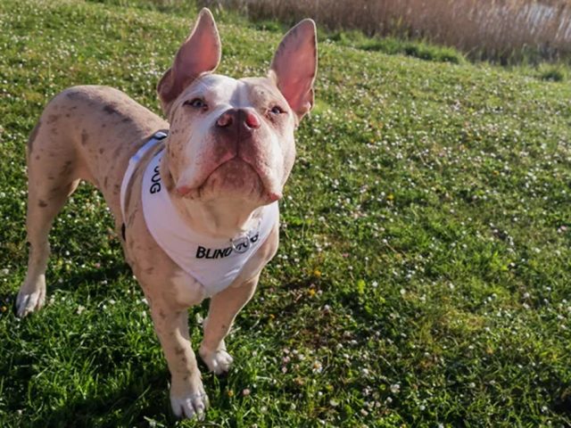 Busta the dog. Image: Gemma Lloyd