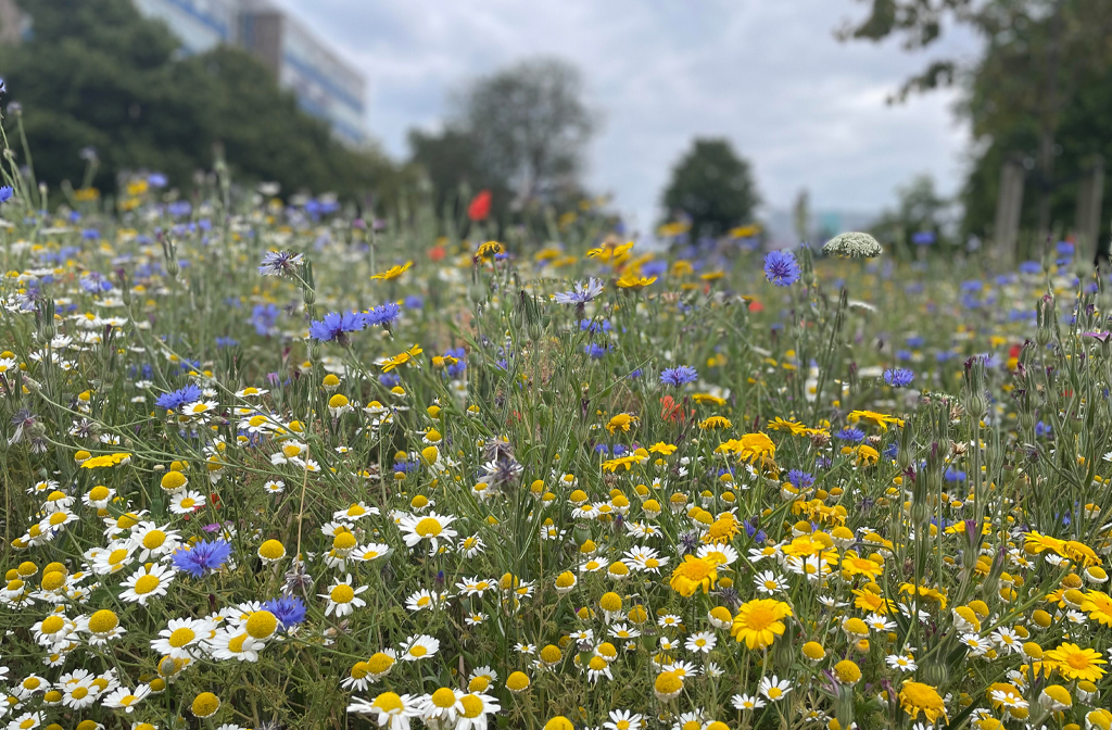 Wildflowers in St Mary's Gardens