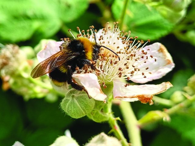 A bee on a flower. Image Bedford Borough Council